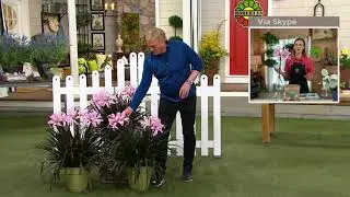Roberta's 3-Piece Pam Penick Crinum Live Bulbs on QVC