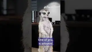 Should we tell him?😅 #animation #timon #oneofyouisadopted #cgi #cartoon #animation #meme