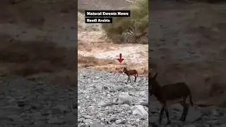 😱OMG! unbelievable! Animal's Narrow Escape from Devastating Flood!