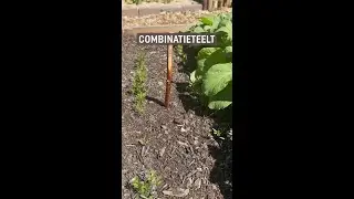 Slimme combinaties voor een gezonde moestuin!