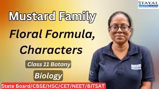 Mustard Family (Brassicaceae) 🌿 | Floral Formula, Characters | Class 11 Botany