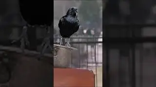 The Real Crow Biryani Scene 😂 - Legendary Comedy
