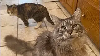 🔉Привычка четырех кошек перекусить 😲 Все знают, где находится шкафчик с лакомствами