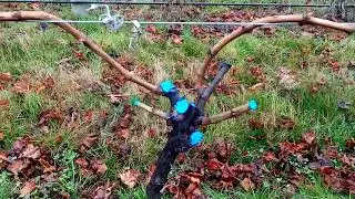 Grape Vine Pruning-Vertical Shoot Positioning (VSP)