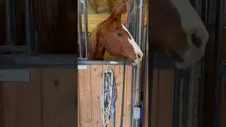 Owning and operating a horse farm