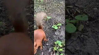 Бегать с морковкой не легко 🥕 Running with a carrot is not easy