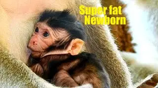 Super fat newborn monkey, The reason that why newborn get fat, Fresh Newborn Monkey 1348