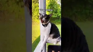 That&rsquo;s Your Model Face #cuteanimal #shortscat