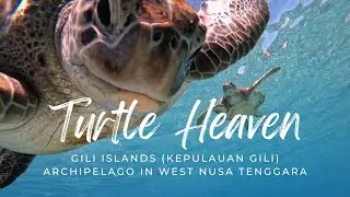 Turtle Heaven: Dive into the World of Gentle Giants #giliair #scubadiving