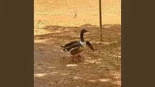 40graus.mp3 (sped up)