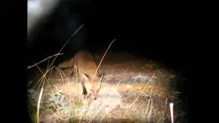 Feral cats in Australia: Part 6 - Why few cat control programs exist