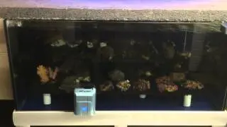 Robo Snail In Action
