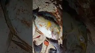 Tegek melengkung kawan🙃 #mancing #mancingmania #negek #baronang #mancingbaronang #garonger #short