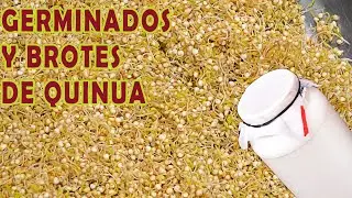 GERMINADO Y BROTES DE QUINUA | FACIL EN CASA | SUPER ALIMENTOS | GRANOS DE ORO