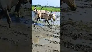 ploughing with bulls by farmer | bull ploughing the field cow ploughing the field ox ploughing field