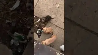 American Bully Puppies For Sale in Detroit, MI