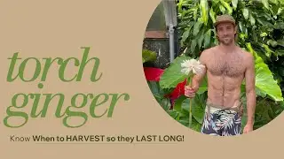 Mastering Torch Ginger: The Best Harvest Time for Maximum Longevity