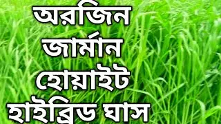 অরজিনাল জার্মান হোয়াইট হাইব্রিড ঘাস। original German white hybrid gas sauce.