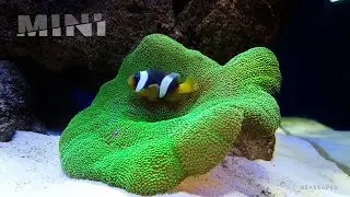 MINI SIZE #reeftank  !