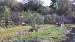 Deaf Bull Terrier Off leash recall