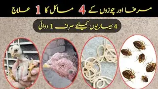 Treatment for 4 Different Diseases in Chicken || Aseel Murga or Chozo Ki Bimari Ka Ilaj #chicken