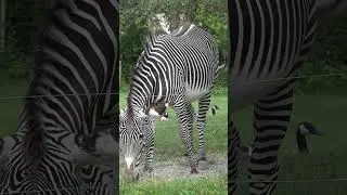 ZEBRAS are found in African Savannahs, Grasslands, Woodlands, Shrublands & Mountainous areas #shorts