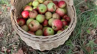 Apple, Chilli and Ginger Jam 🍎 🌶️🫚