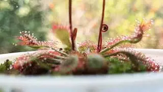 Drosera Capillaris Timelapse Feeding 2021
