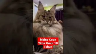 Kucing Maine Coon || Oma - Oma Berumur 10 Tahun Tapi Tetap Sexy #makassar #cat #lovers #club #mclc