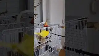 пошёл кушать  #eating #birds #budgie #budgies #smartpet #smartbirds