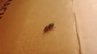 Думал молодой Шершень, оказалась Оса