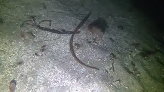 Barcheek pipefish (Erysimum capitatum) at Monterey breakwater, 11 Feb 2023