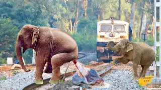 Elephant giving birth and tries to stop train and escapes | train simulator 2021 vfx