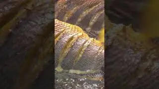 FRYING Red Snapper Fish for Great Foodie #bigeater #food #mukbanghorfun #fish #fishfry #foodie