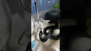 AODA | Mexican Black Kingsnake | #strike #short 🐍 (13.06.24)