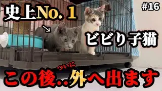 保護から30日間ずっとケージの中だったビビり子猫がついに決断しました