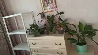 Купила стеллаж на Вайлдберриз для орхидей/  I bought a new rack at WildBerries for my orchids/