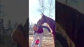 Mustang Horse Mutual Grooming Human Friend ❤️