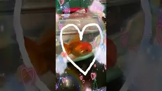 Shoutout to our #goldfish on the #filmset! 🐟 #setlife #filmmaking #hkstudents #film #hongkong