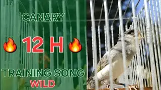 Wild Song 🦅 - Canary Training Song - 12 h - Timbrado Español - Pardillo Linnet 06-2024_ White - Gray