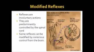 Nervous System Part 5 - Modified Reflexes (A-Level Biology)