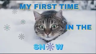 Cats Enjoying Their First Snow - Cute & Funny Snowy Moments | Funny Cat Videos 2024 ❄️🌨️☃️⛄