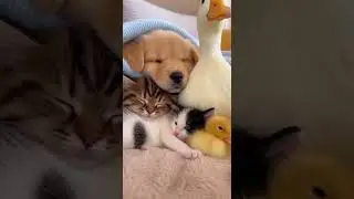 Puppy Kitten and Duck Friends Snuggle Under Cozy Blanket Moments #cute #pets #friendship