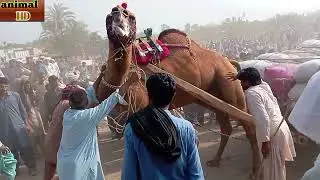Camel cart full loaded 220+ Mann weight new video 2023