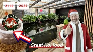 Лучший корм для кои &mdash; беседа у пруда о корме из насекомых #кои