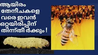 തേനീച്ചയുടെ ശത്രുക്കൾ  |  Bee Hive pests and Disease
