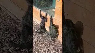 Colombian Black Spider Monkey - Part 2 | 30/1/2023 | Birmingham Wildlife Conservation Park | #Shorts