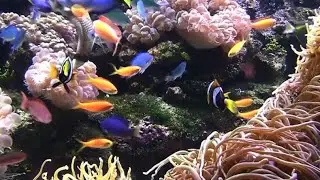 CAT GAMES - AQUARIUM Video for Cats & dogs to Watch 🐟🐠