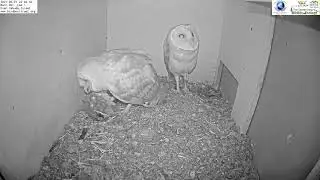Nestlings steals invasive myna from sibling | Barn Owl Israel Cam 1| תנשמת | 1.6.21