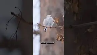 Japan&rsquo;s Real-Life Snow Fairy &ndash; The Cutest Bird Alive?